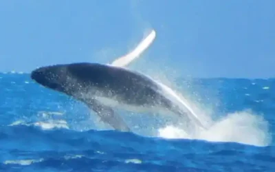 Meet the Whales of the Whitsundays: What You Need to Know About Humpback Season