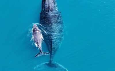 The Circle of Life: Witnessing Whale Breaching and Other Behaviours
