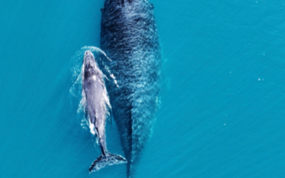 Experience the Majesty of Whale Watching in the Whitsundays