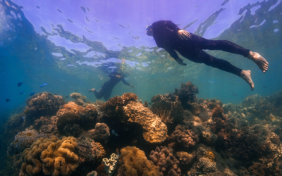 Whitsundays Wildlife in March: What You Can Expect to See