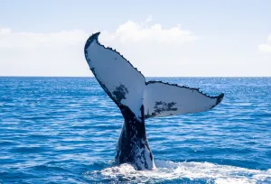 Whale Season in the Whitsundays: A Memorable Experience Onboard an Overnight Sailing Tour with Ozsail Whitsundays